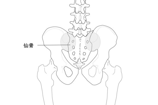 腰の「要」、仙骨と仙腸関節（灰色部分）