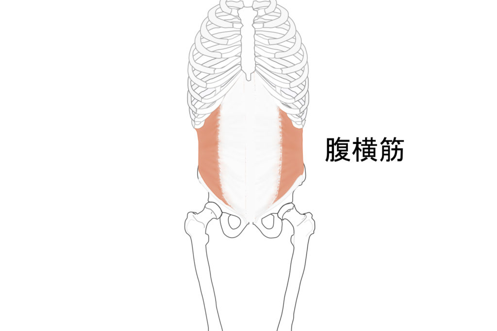 腹横筋解剖図