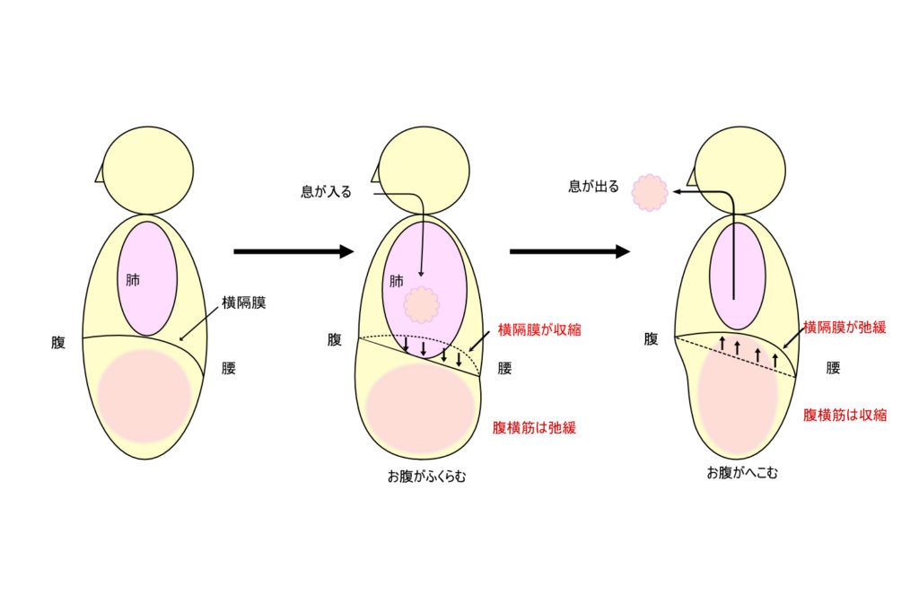 横隔膜・腹横筋と呼吸・内臓の移動の関係