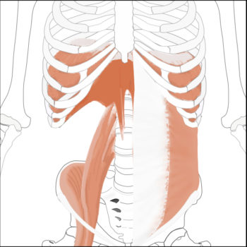 腹横筋・横隔膜・腸腰筋