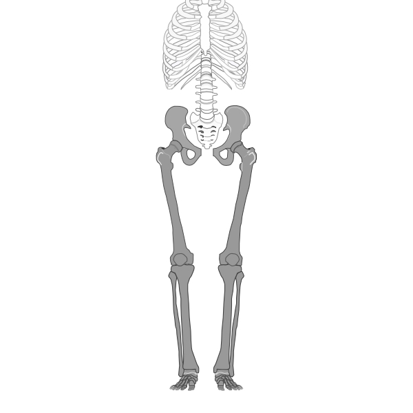 割腰の解剖図