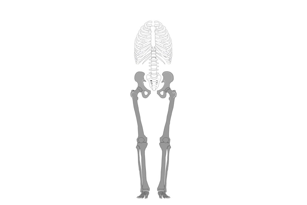 骨格から見た割腰の図解