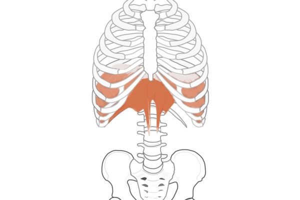 横隔膜筋解剖図